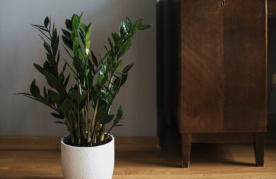 ZZ, Zamioculcas zamiifolia