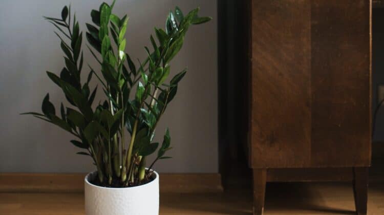 ZZ, Zamioculcas zamiifolia – ingrijire si sfaturi