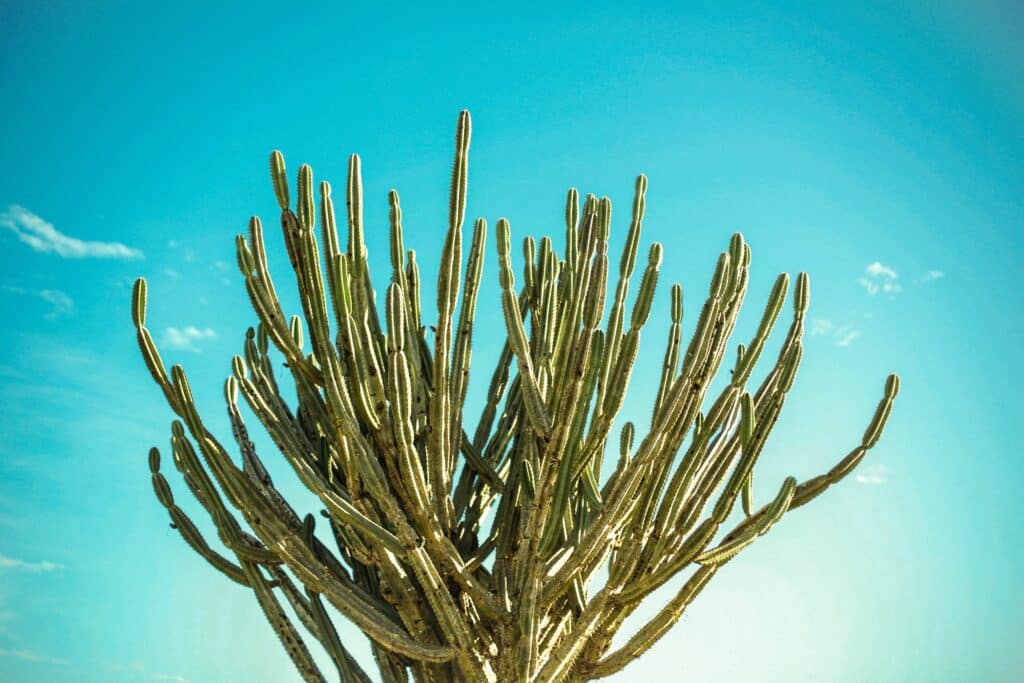 Temperatura cactus desert