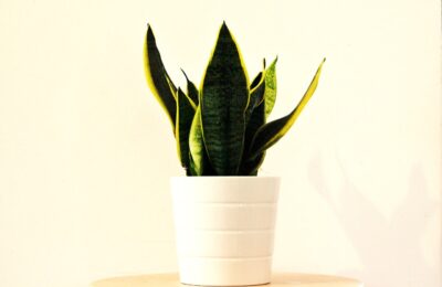 Sansevieria