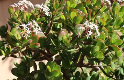 Crassula ovata