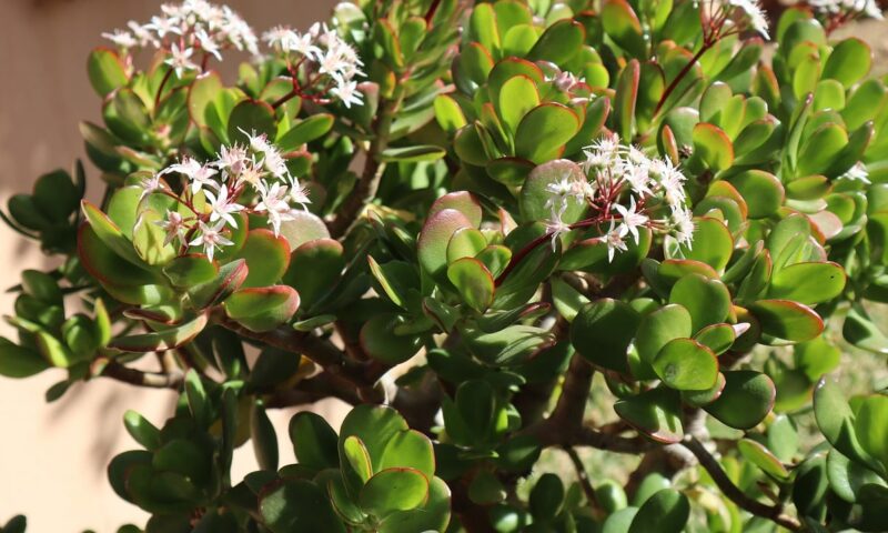 Crassula ovata
