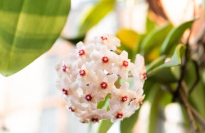 Hoya floare