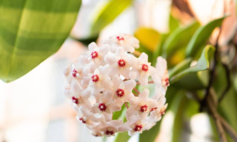 Hoya floare