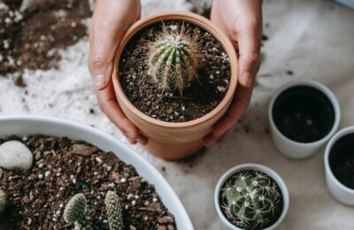 Cactusi in ghivece