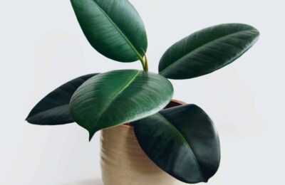 Ficus