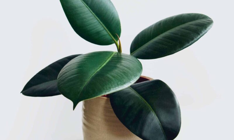 Ficus