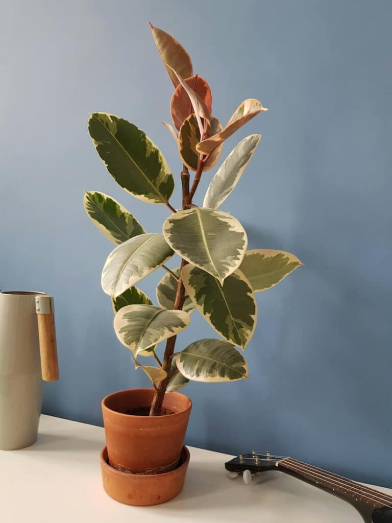 Ficus variegat