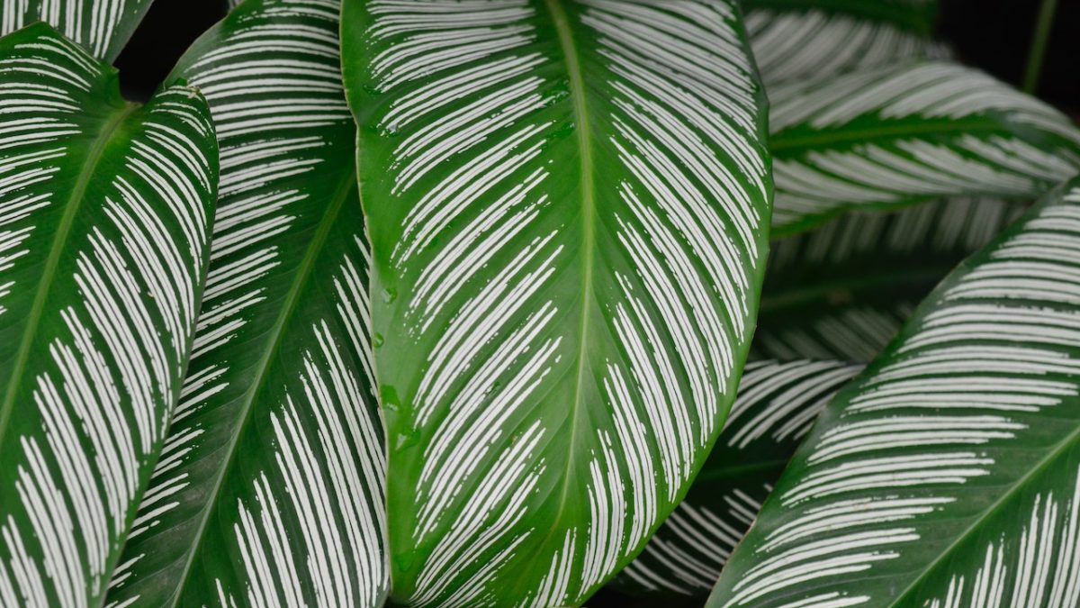 Calathea - ingrijire si sfaturi - Plantila