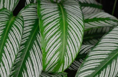 Calathea ingrijire
