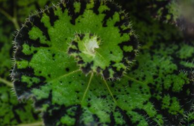 Begonia rex