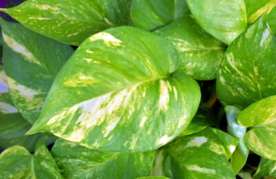 Pothos Epipremnum aureum