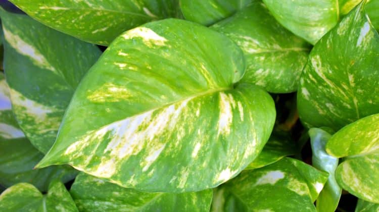 Pothos (Epipremnum aureum) – ingrijire si sfaturi
