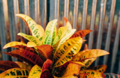 Croton