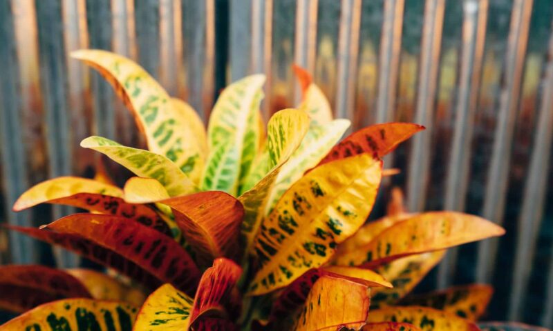 Croton