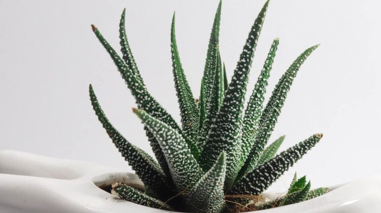 Aloe Vera – ingrijire si sfaturi