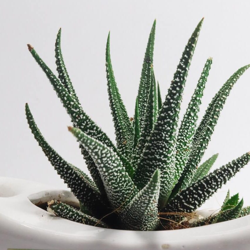 Aloe Vera - ingrijire si sfaturi - Plantila