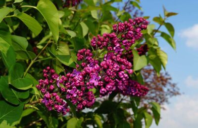 Floare planta de liliac