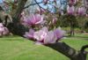 Copac magnolia