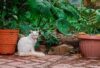 Pisica langa ghivece de plante