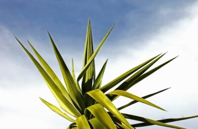 Yucca