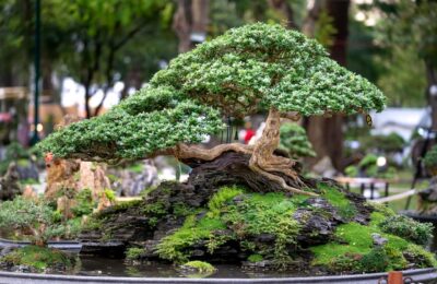 Bonsai