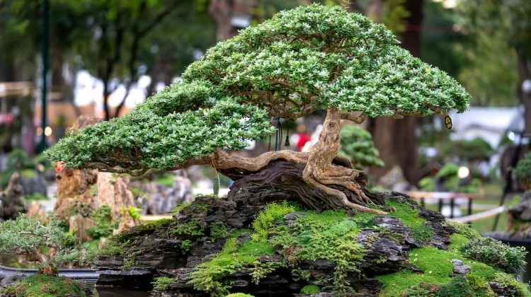 Bonsai – istorie si tehnici