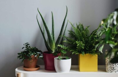 Plante purificatoare de aer pe un raft