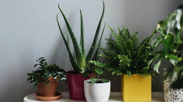 Plantele de apartament, purificatoare naturale de aer