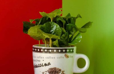 Arbore de cafea la ghiveci