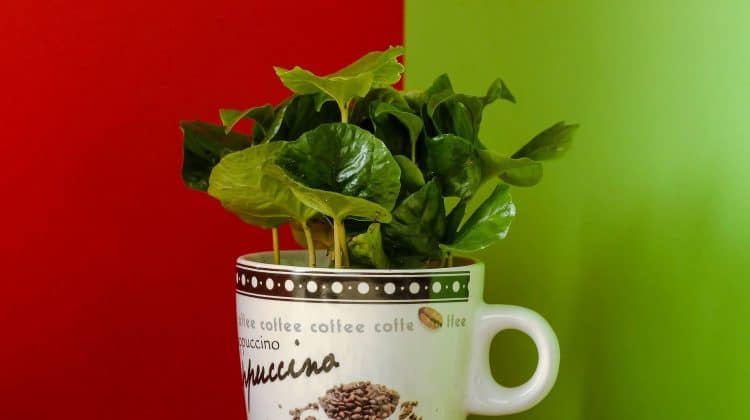Arborele de cafea – ingrijire si sfaturi