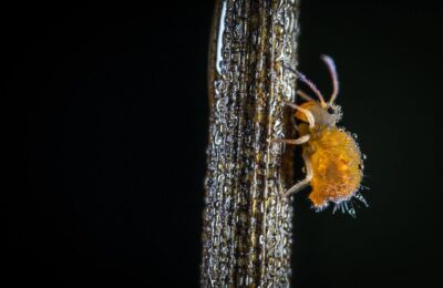 Afida macro