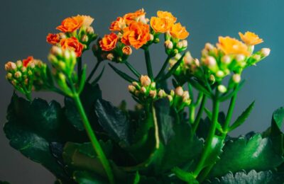 Kalanchoe flori