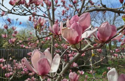 FLori de magnolie