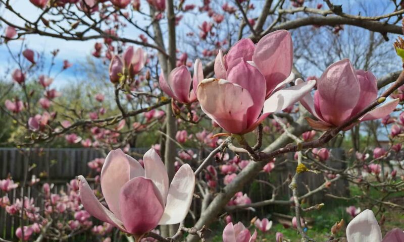FLori de magnolie