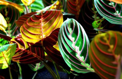 Frunze de maranta