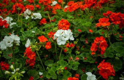 Muscate albes i rosii