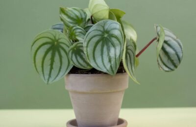 Peperomia Albovittata in ghiveci