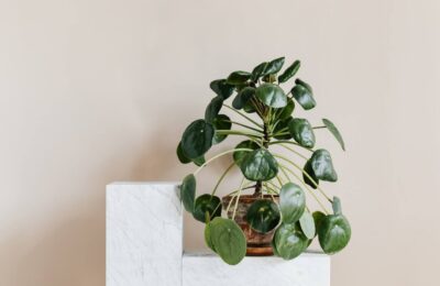 Pilea peperomioides