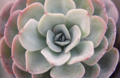 Echeveria