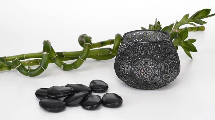 Bambusul norocos – ingrijire si sfaturi