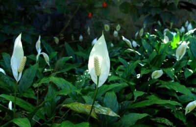 Flori de crinul pacii