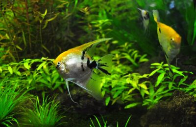 Pesti in acvariu cu plante verzi
