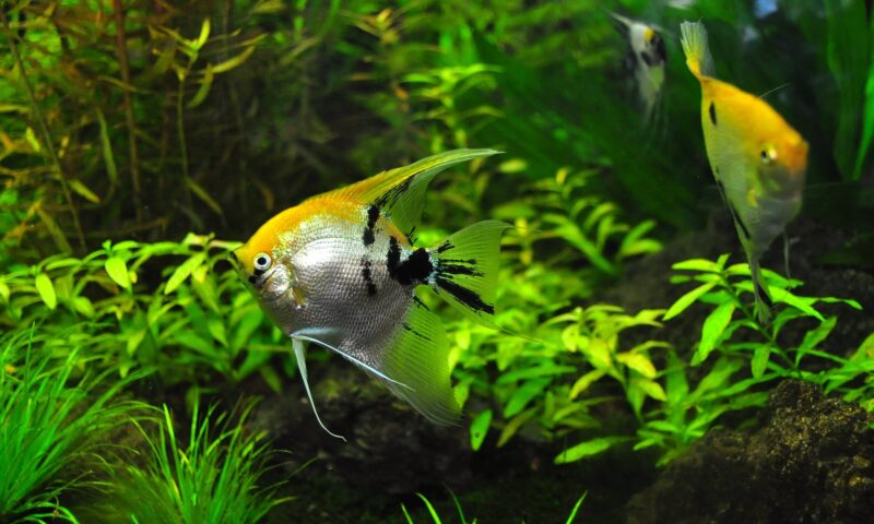 Pesti in acvariu cu plante verzi