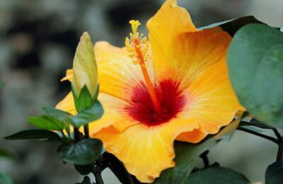 Floare de trandafir japonez galbena