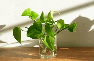 Inmultire butasi pothos