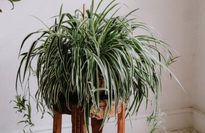Planta paianjen pe scaun