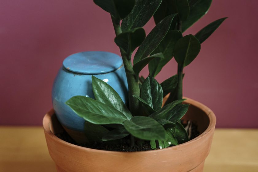 Vas udare plante ceramic albastru in ghiveci