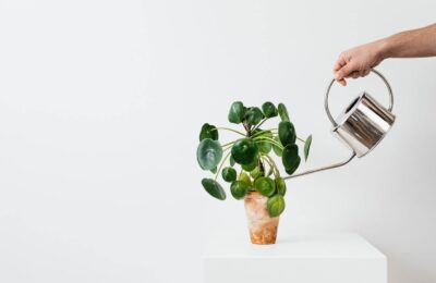 Pilea in ghiveci udata cu stropitoare