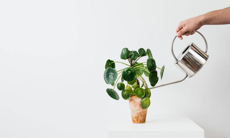 Pilea in ghiveci udata cu stropitoare